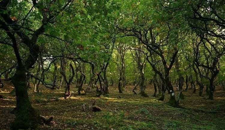 5ος Αγώνας Ipsilantis Trail